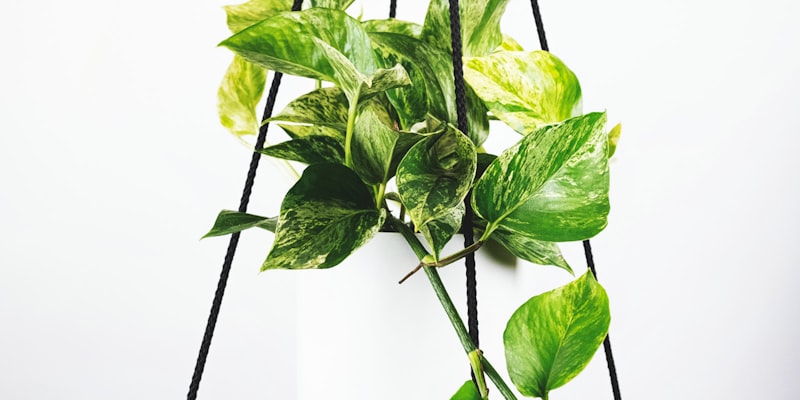 英超联赛积分榜截图显示阿森纳与曼城分数接近